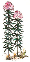 In autumn, Joe-Pye blooms atop tall,attractive stalks.